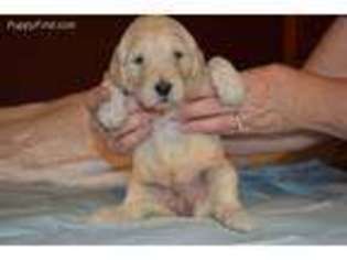 Goldendoodle Puppy for sale in Gainesville, GA, USA