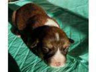 Pembroke Welsh Corgi Puppy for sale in Glen Ullin, ND, USA