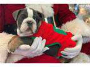 Bulldog Puppy for sale in Hinesville, GA, USA
