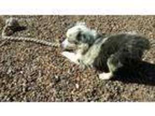 Miniature Australian Shepherd Puppy for sale in Taylor, AZ, USA