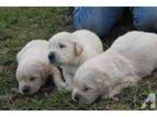 Golden Retriever Puppy for sale in QUITMAN, GA, USA