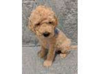 Goldendoodle Puppy for sale in Rogers, AR, USA