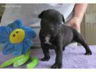 Staffordshire Bull Terrier Puppy for sale in Ruther Glen, VA, USA