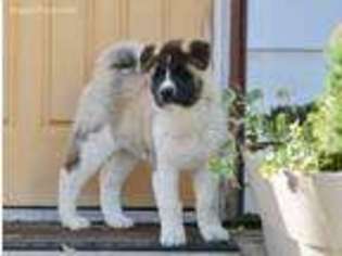 Akita Puppy for sale in Rupert, ID, USA