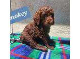 Labradoodle Puppy for sale in Prescott Valley, AZ, USA