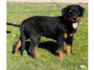 Rottweiler Puppy for sale in Eaton, CO, USA