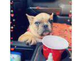 French Bulldog Puppy for sale in Carrollton, VA, USA