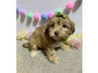 Havanese Puppy for sale in Norfolk, NE, USA
