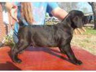 Cane Corso Puppy for sale in Salina, KS, USA