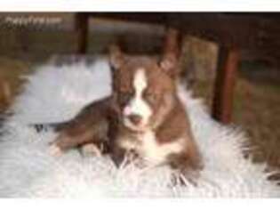 Siberian Husky Puppy for sale in Pella, IA, USA