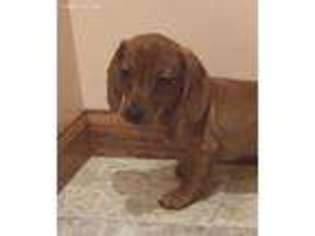 Dachshund Puppy for sale in Minneapolis, MN, USA