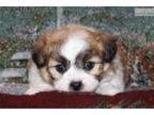 Mutt Puppy for sale in Iowa City, IA, USA