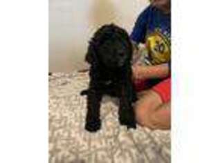 Saint Berdoodle Puppy for sale in Horicon, WI, USA