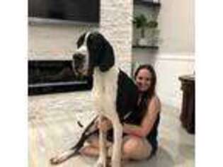Great Dane Puppy for sale in Orlando, FL, USA