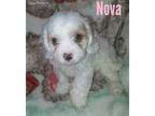 Cavapoo Puppy for sale in Dewey, OK, USA