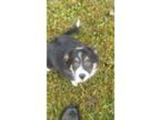 Border Collie Puppy for sale in Saint Johns, MI, USA