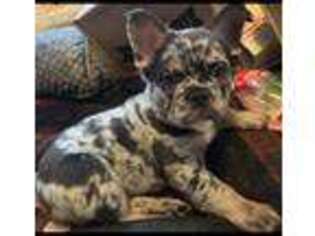 French Bulldog Puppy for sale in Massapequa, NY, USA