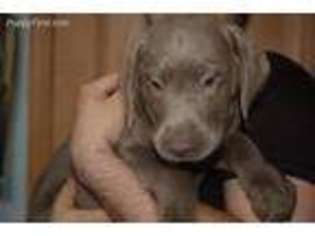 Labrador Retriever Puppy for sale in Grant City, MO, USA