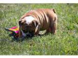 Bulldog Puppy for sale in Edgar Springs, MO, USA