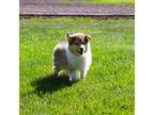 Collie Puppy for sale in Nunn, CO, USA