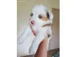 Miniature Australian Shepherd Puppy for sale in Sulphur Springs, TX, USA