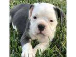 Olde English Bulldogge Puppy for sale in Princeton, KY, USA