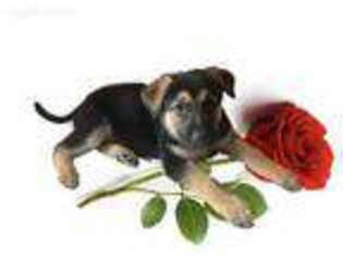 German Shepherd Dog Puppy for sale in Bridgeport, CT, USA