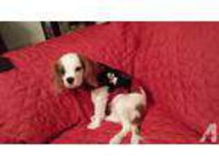 Cavalier King Charles Spaniel Puppy for sale in BRENTWOOD, CA, USA