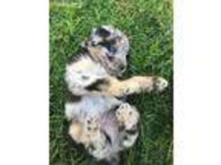 Mutt Puppy for sale in Bedford, PA, USA