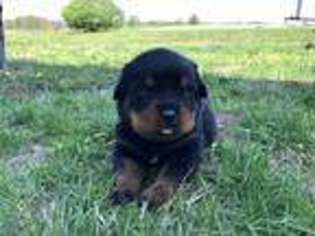 Rottweiler Puppy for sale in Pittsfield, IL, USA
