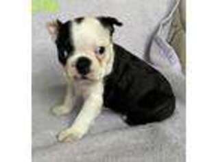 Boston Terrier Puppy for sale in Claypool, IN, USA