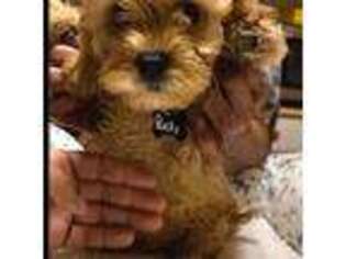 Cavapoo Puppy for sale in Mays Landing, NJ, USA