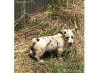 Pembroke Welsh Corgi Puppy for sale in Garvin, OK, USA