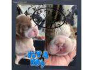 Bulldog Puppy for sale in Ontario, CA, USA