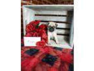 Pug Puppy for sale in Malone, NY, USA