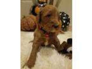 Goldendoodle Puppy for sale in Laveen, AZ, USA