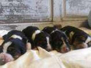 Basset Hound Puppy for sale in Bernville, PA, USA