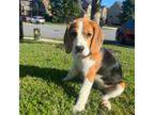 Beagle Puppy for sale in Dacula, GA, USA