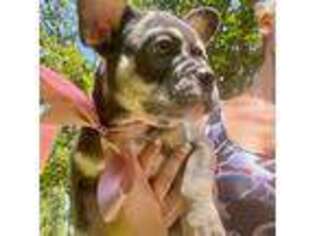 French Bulldog Puppy for sale in Lincoln, AL, USA
