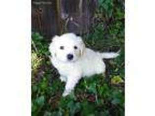Great Pyrenees Puppy for sale in Arlington, TX, USA
