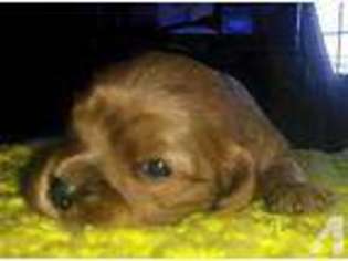 Cavalier King Charles Spaniel Puppy for sale in NORTH VERNON, IN, USA