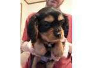 Cavalier King Charles Spaniel Puppy for sale in Jonesborough, TN, USA