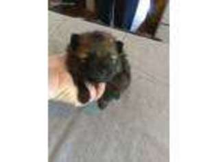 Pomeranian Puppy for sale in Cleveland, TN, USA