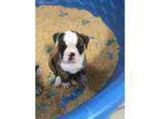 Olde English Bulldogge Puppy for sale in Waco, TX, USA