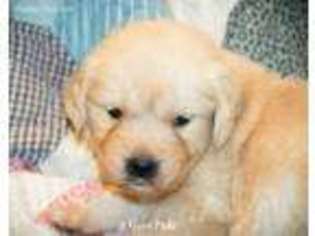 Golden Retriever Puppy for sale in Washington, KS, USA