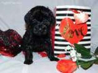 Portuguese Water Dog Puppy for sale in Downingtown, PA, USA