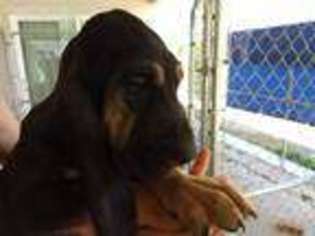 Bloodhound Puppy for sale in El Centro, CA, USA