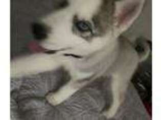 Siberian Husky Puppy for sale in Norfolk, VA, USA