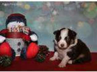 Miniature Australian Shepherd Puppy for sale in Yamhill, OR, USA