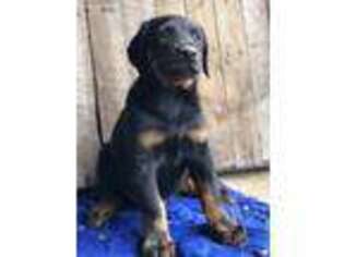 Doberman Pinscher Puppy for sale in Rome City, IN, USA